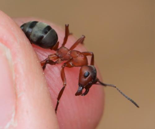 Réf. 301 216 : Formica sanguinea